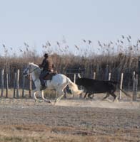 DSC_01383zs